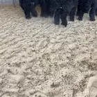 ذبايح عرب