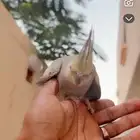 كروان اناثي منتجه على الذمه