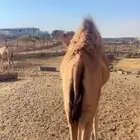 قعود وبكره للبيع