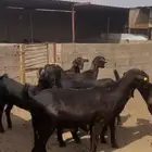 ثنوات شاميه
