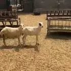 رخال رفيديات