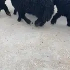 ذبايح تمايم