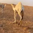 قعدان لبلع