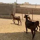عنز متاوم