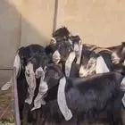 معزات عوارض بالأحساء يوجد فيديو محدودين بسعر نهائي