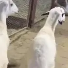 2 طليان