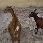 معزا كفو للبدل ببقره