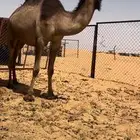 لقحه كفو