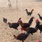 ديكة عربي اصل (ترثه)