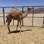 قعود