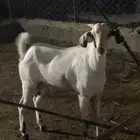 جفر بيشي للبيع