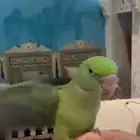 طير دره نيبالي