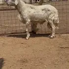 خروف فحل حري
