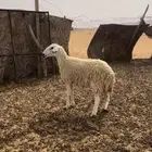 حريه رباع دافع لها شهر شرط وعلى الفحص الموقع وادي برك