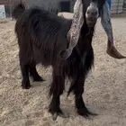 عنز عارضيه دفيع بالاحساء