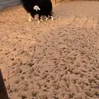 شاه نجديه ثنيه