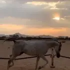 حصان شعبي كفففو