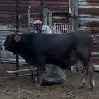 عجل سويسري بيور