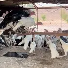 دجاج رومي العدد حول 50