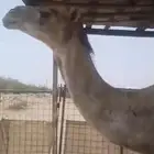 ناقة ملاقي الايام هذي تلد