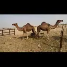 بكار حمر مراح واحد عدد2