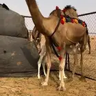 خلفه ثنو حمرا