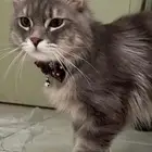 قطط شيرازي