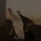 دجاج رومي للبيع