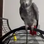 ببغاء كاسكو كبتن كلام