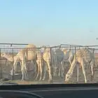 حشو للبيع