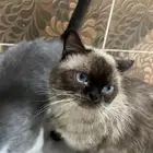 قطط همليا