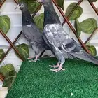 جوز تيدي