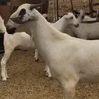 مشروع فحل بيشي صنف