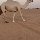 لقحه وضحا ثنو