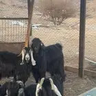 فحل عارضي للبيع