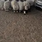 هرافي طيبات