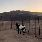 نعجه حريه وخروف جذع فحل