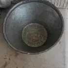 سحلة او مرو صغير