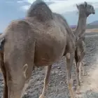 خلفه للبيع