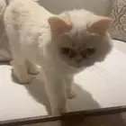 قطة بيضاء للتبني