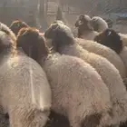 بهم نعيم للبيع