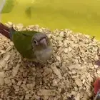 كنيور للبيع