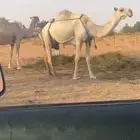 للبيع عشرا وضحاء بدون ولدها