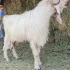 فحل عارضي ابيض بالاحساء يوجد فديو