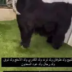 فحل عارضي معرف بالاحساء