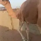 جمل احمر مشروط