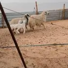 متابيع ثنيات ثنايا