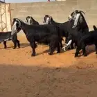 معزاء متابيع