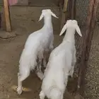 غنم