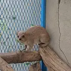 زوج نجدي للبيع